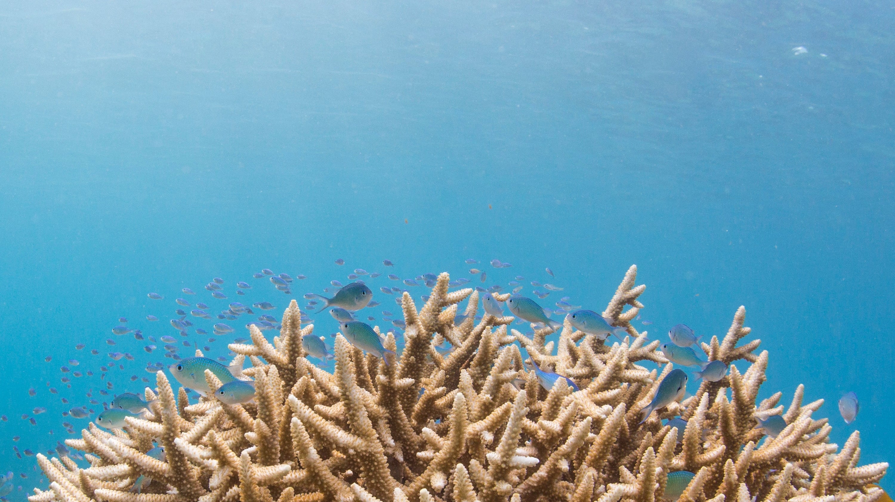 L'océan devient de plus en plus acide