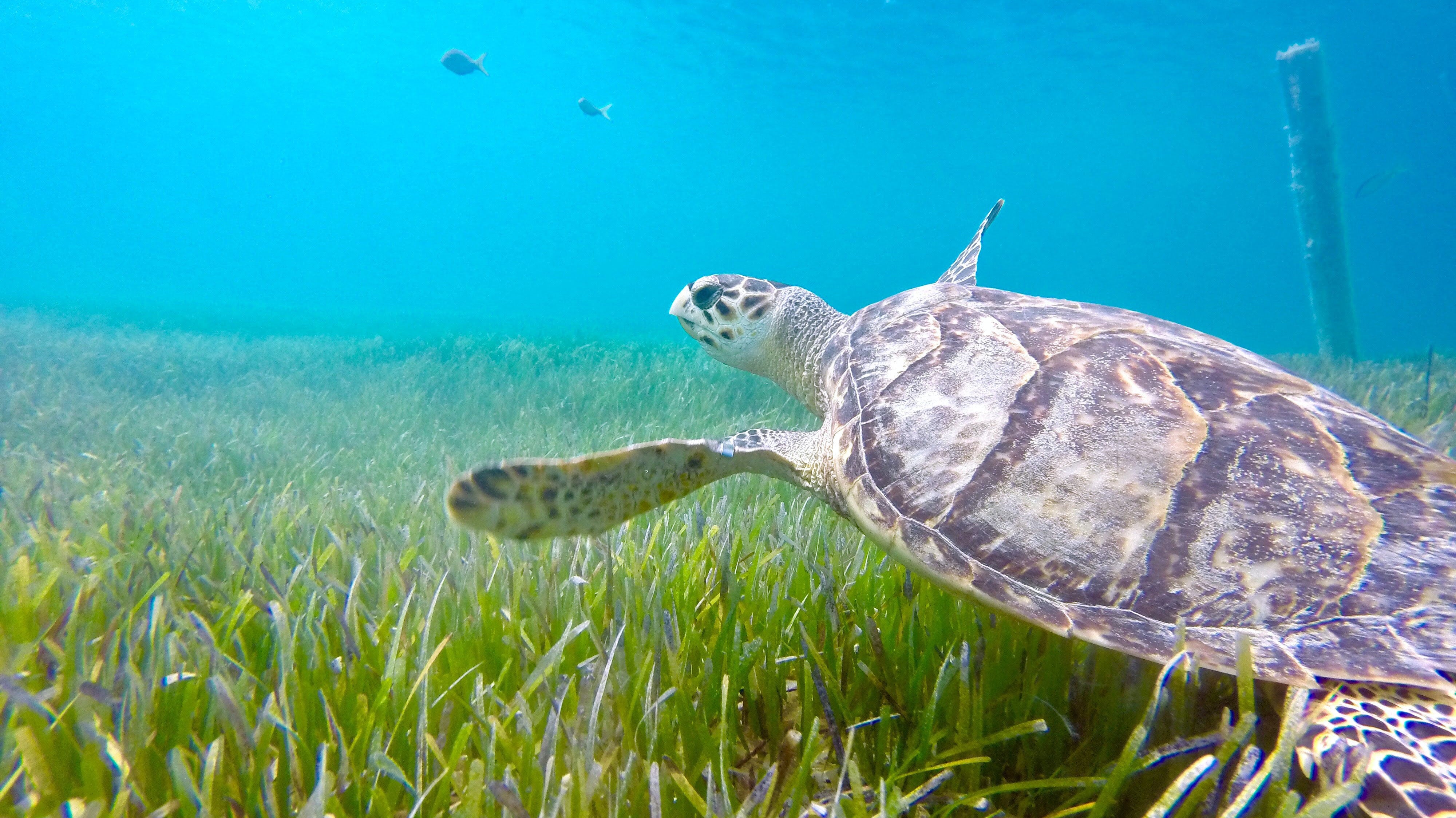 Les types de tortues en Méditérrannée