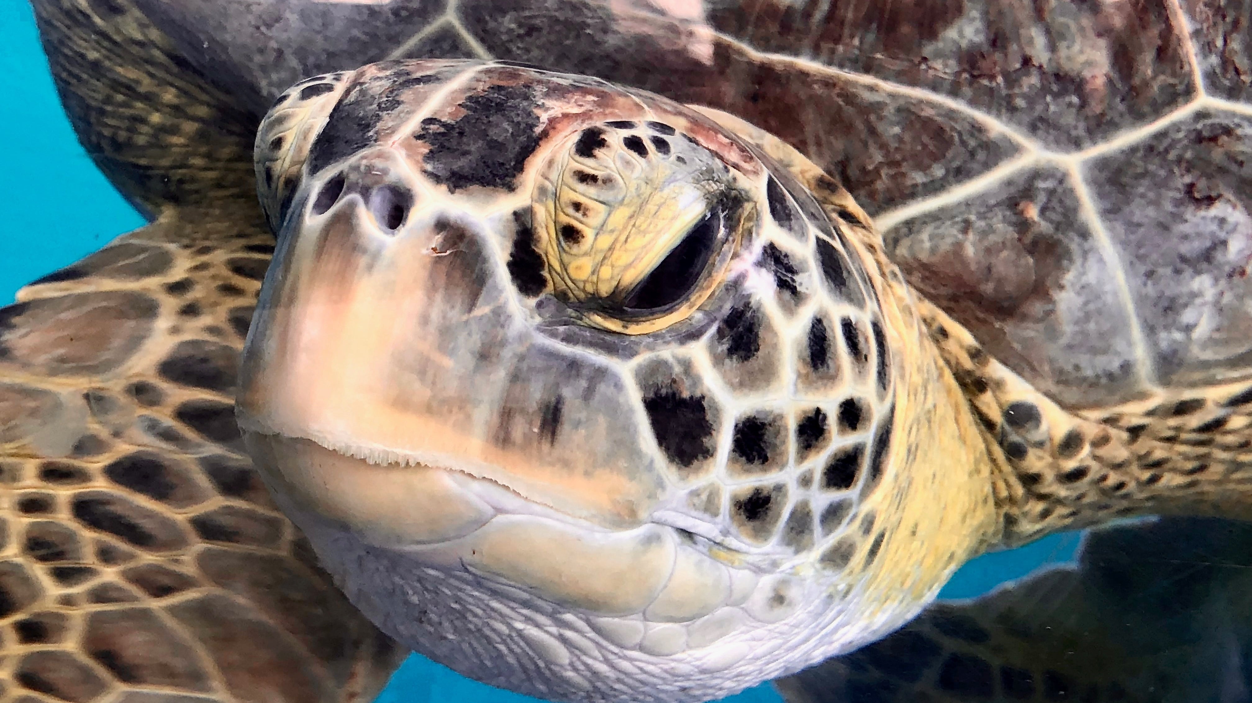 L'impact des filets de pêche jetés en mer sur la faune (le ghostfishing)