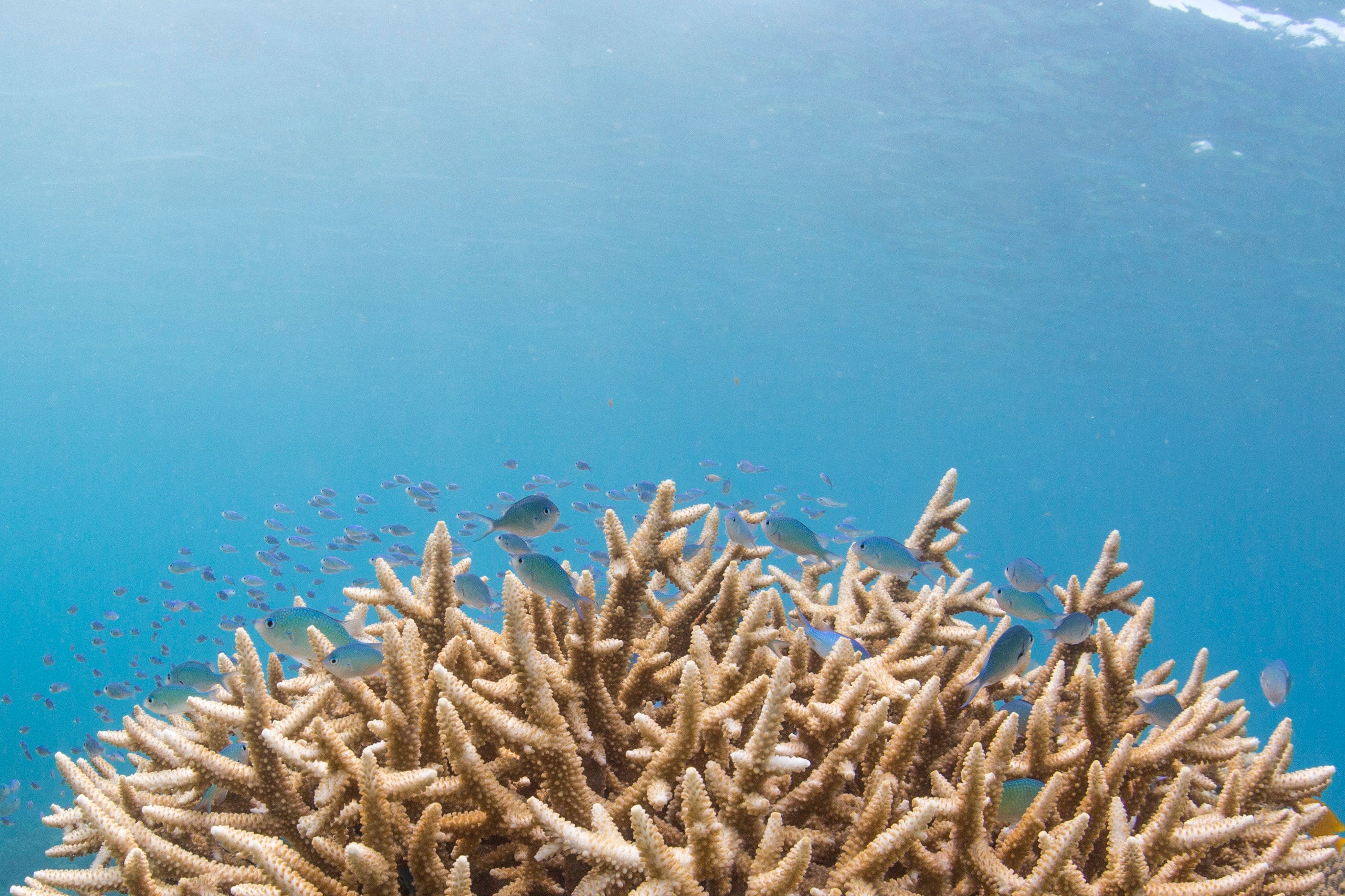 L'océan devient de plus en plus acide