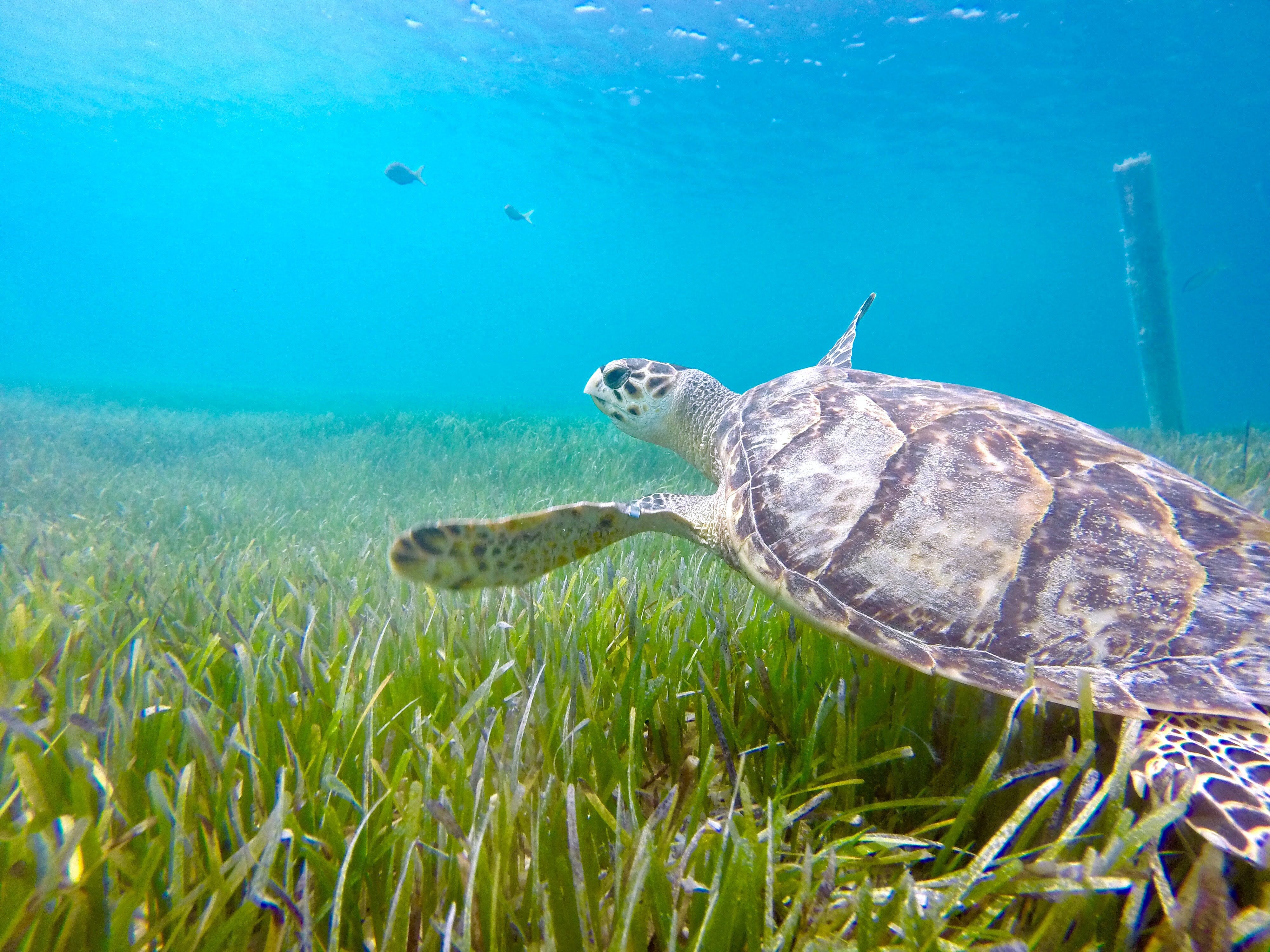 Les types de tortues en Méditérrannée